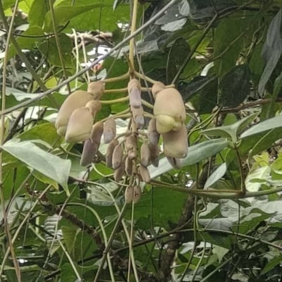 Mucuna urens — fruit