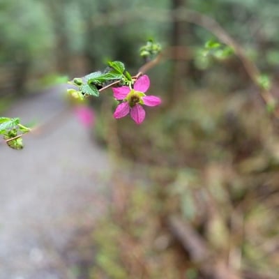 Rubus spectabilis — flower