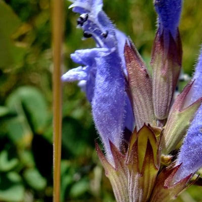 Dracocephalum ruyschiana — flower