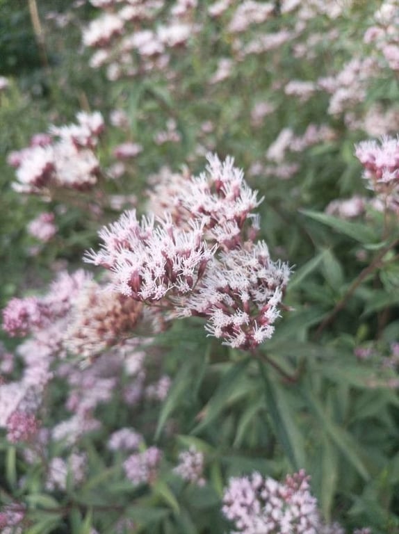 Eupatorium lindleyanum
