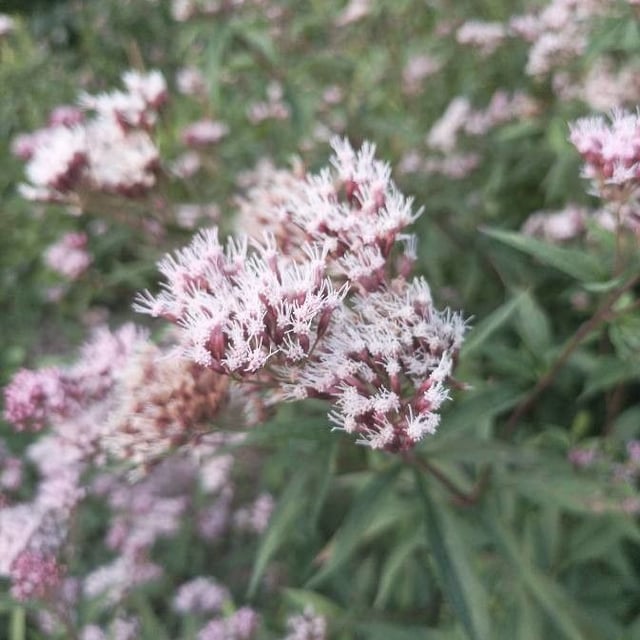 Eupatorium lindleyanum