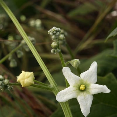 Marah macrocarpa — flower