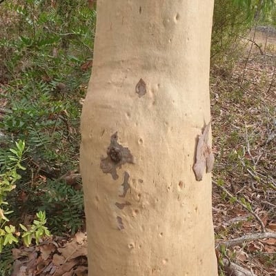 Eucalyptus mannifera — bark