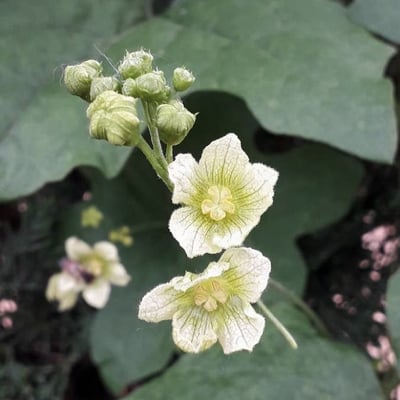 Bryonia cretica — flower