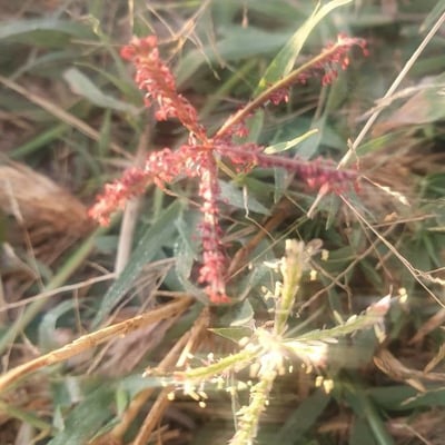 Cynodon dactylon — flower