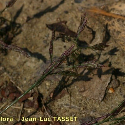 Eragrostis pilosa — flower