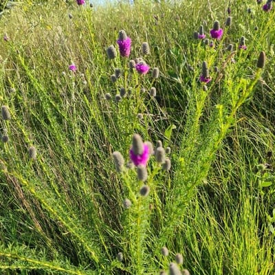Dalea purpurea — flower