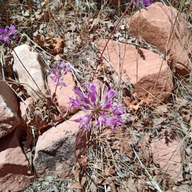 Allium acuminatum — flower
