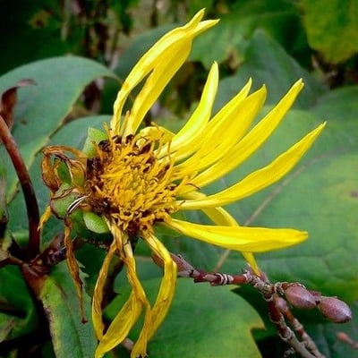 Inula helenium — flower