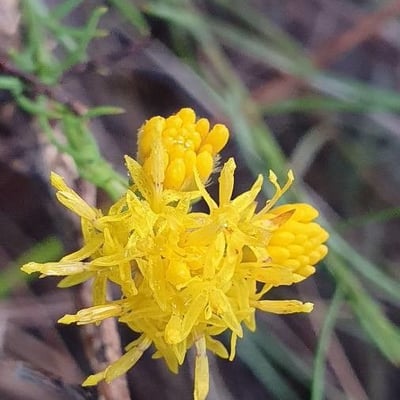 Galatella linosyris — flower