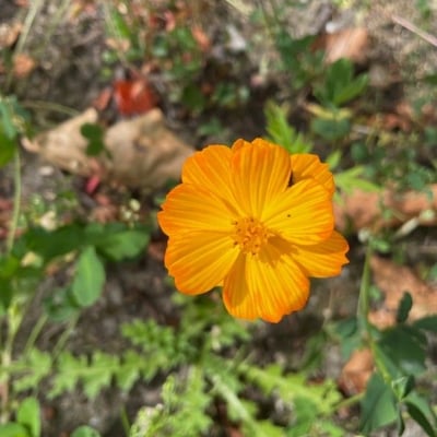 Cosmos sulphureus — flower