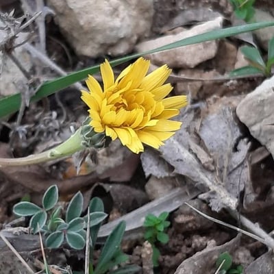 Reichardia picroides — flower
