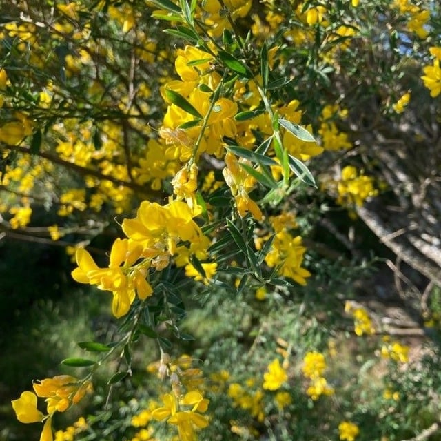 Genista florida — flower