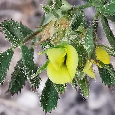 Ononis pusilla — flower