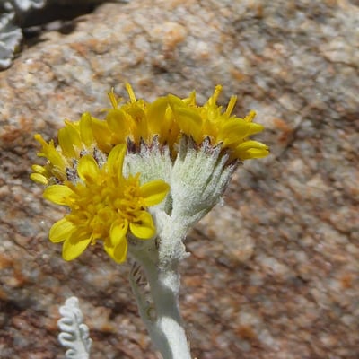 Senecio leucanthemifolius — flower