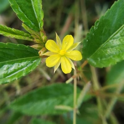Corchorus aestuans — flower