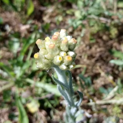 Pseudognaphalium stramineum — flower