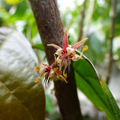 Theobroma cacao — flower