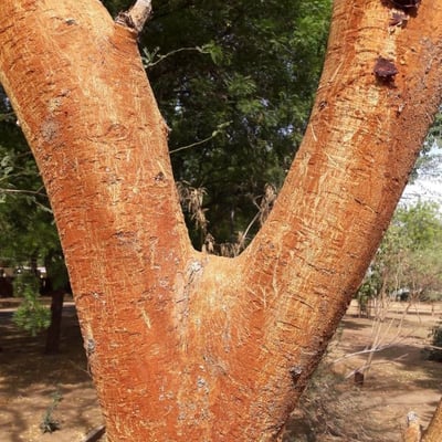 Vachellia seyal — bark