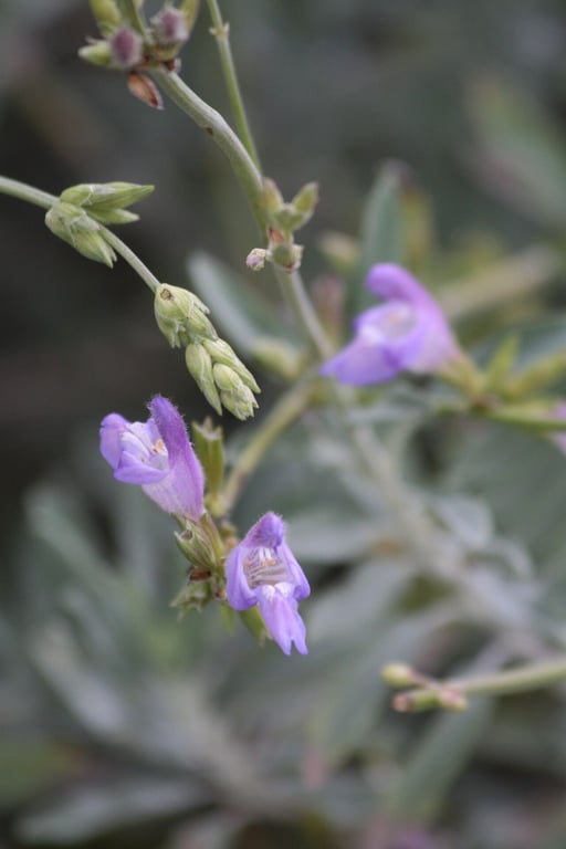 Salvia blancoana
