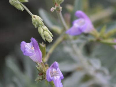 Salvia blancoana