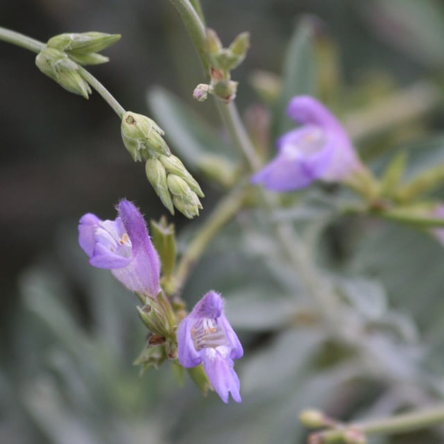 Salvia blancoana — flower