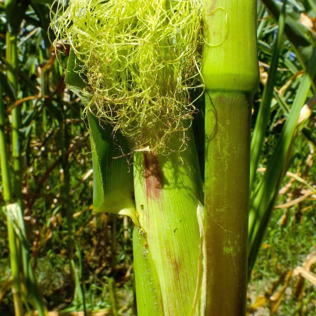 Zea mays — flower