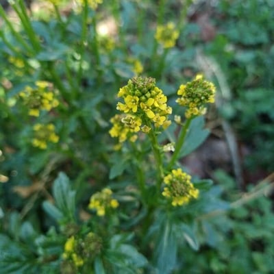 Barbarea intermedia — flower