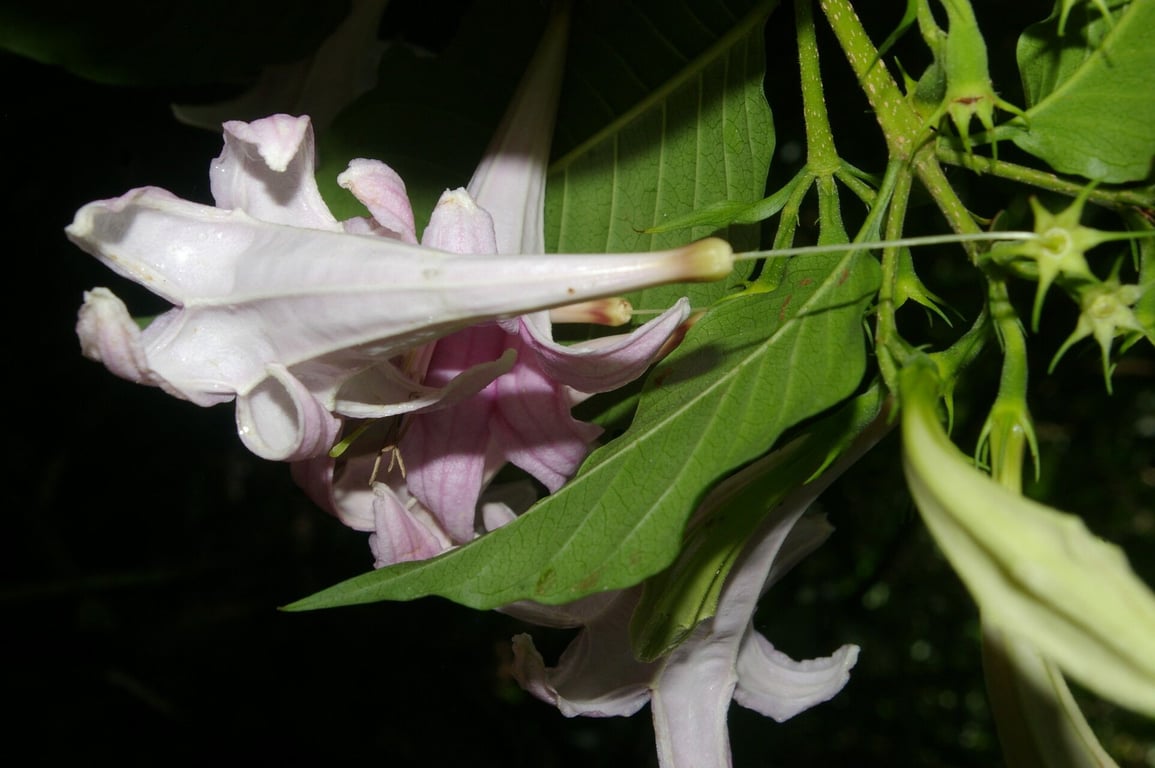 Coutarea hexandra
