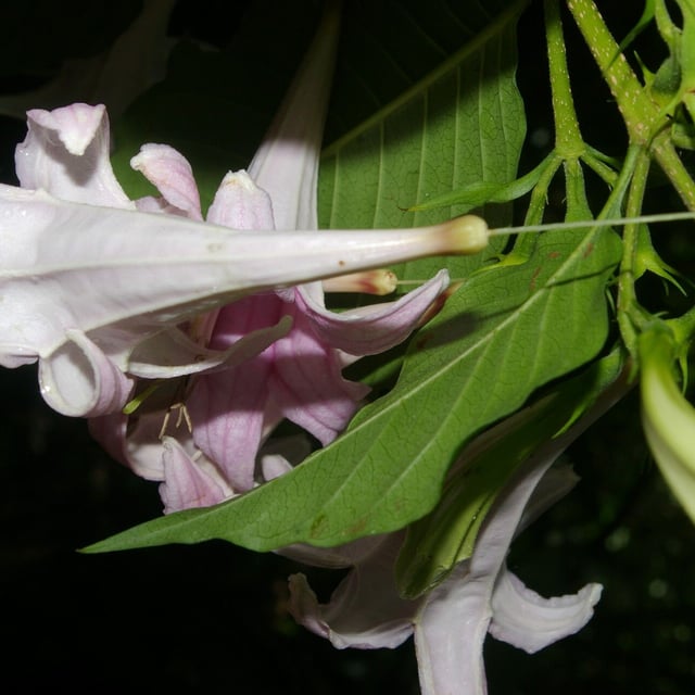 Coutarea hexandra — flower