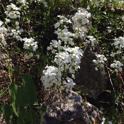 Kernera saxatilis — flower