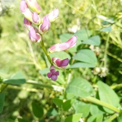 Vicia dumetorum — flower