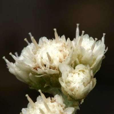 Antennaria rosea — flower