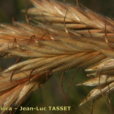 Bromus squarrosus — flower