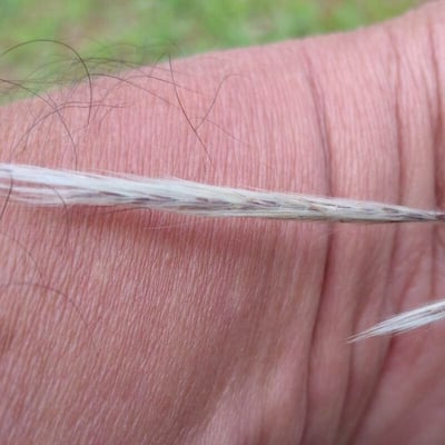 Vulpia ciliata — flower