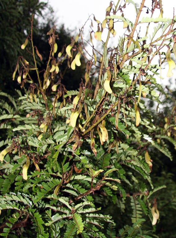 Machaerium hirtum