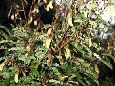 Machaerium hirtum