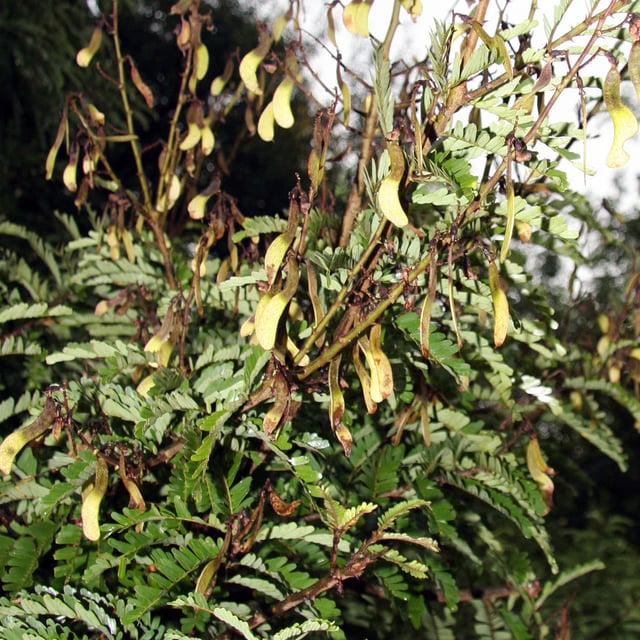 Machaerium hirtum