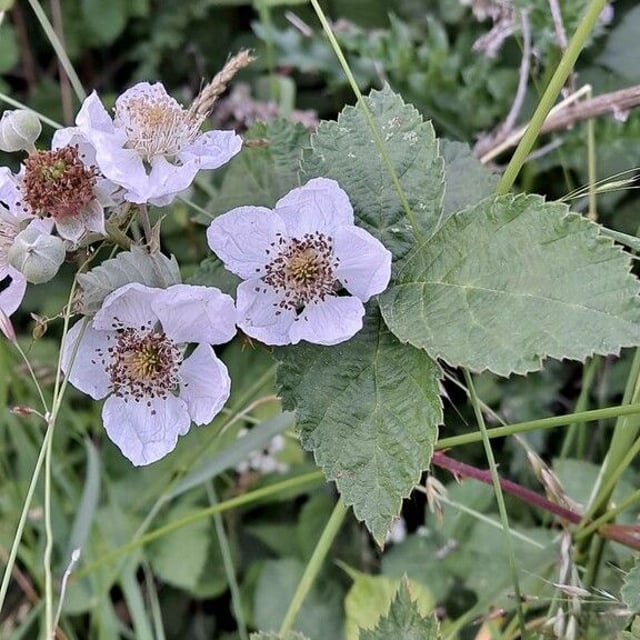 Rubus wahlbergii — flower