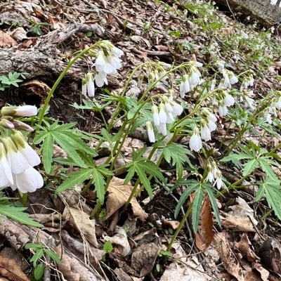 Cardamine concatenata — flower