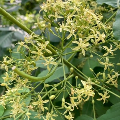 Ptelea trifoliata — flower