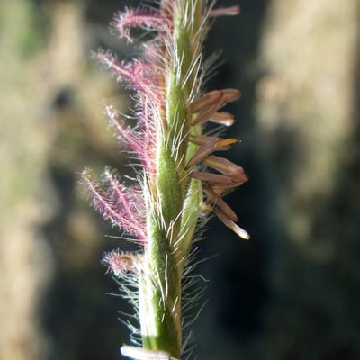 Heteropogon contortus — flower