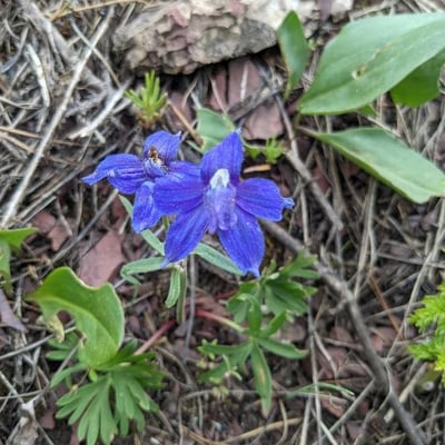 Delphinium nuttallianum — flower