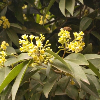 Cinnamomum burmanni — flower