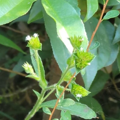 Elephantopus mollis — flower