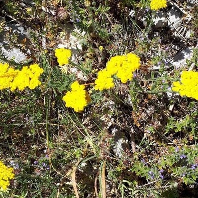 Achillea tomentosa — flower