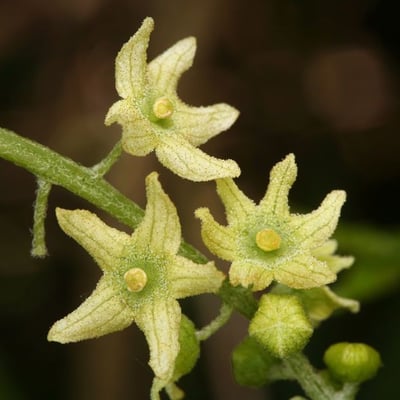 Marah fabacea — flower