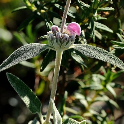 Phlomis purpurea — flower