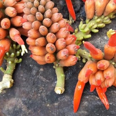 Erythrina americana — flower