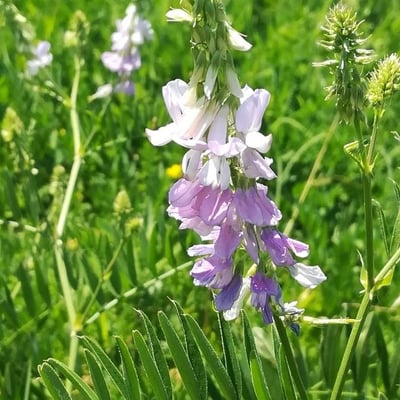 Galega officinalis — flower